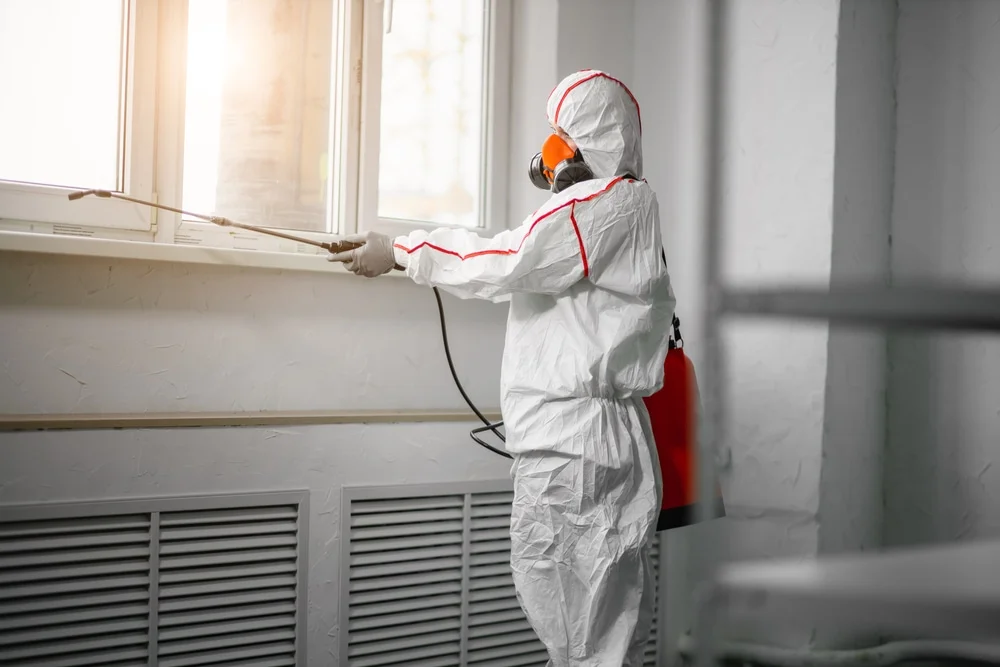 Professional mold remediation services in Pine, CO